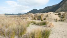 Ocean Beach North Dunes 