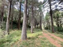 Track through young redwoods