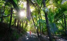 Morere Springs - Nīkau Palms 