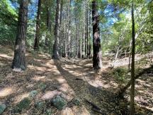 Redwoods Te Mata 