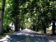 Oak Avenue, Hastings