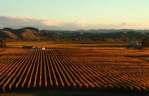 Trinity Hill, Gimblett Gravels - Hastings 